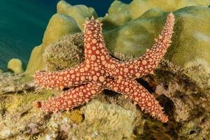 Seestern auf dem Meeresboden im Roten Meer, Eilat Israel foto