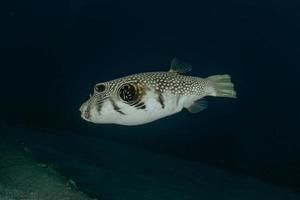 fische schwimmen im roten meer, bunte fische, eilat israel foto