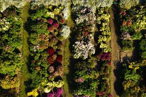 oben Aussicht von das Herbst Minsk botanisch Garten. Weißrussland foto