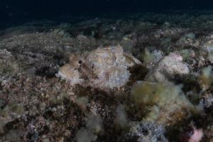 fische schwimmen im roten meer, bunte fische, eilat israel foto