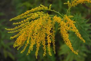 beschwingt Gelb Goldrute Blumen im voll blühen mit ein Weicher Fokus Grün Hintergrund, präsentieren das Schönheit von der Natur wild Flora foto