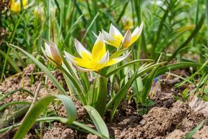 Detailaufnahme der gelben Sterntulpenblumen mit Blättern foto