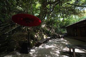 ein rot Regenschirm beim Grün Wald von todoroki Senke im setagaya Tokyo foto