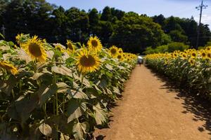 Sonnenblumen von das Bauernhof in der Nähe von das Grün Bäume sonnig Tag foto