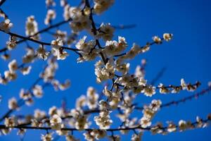 Pflaume Blume hinter das Blau Himmel sonnig Tag foto