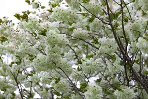 ukon Kirsche Blumen schwankend im das Wind wolkig Tag Tele Schuss foto