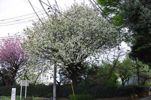 ukon Kirsche Blumen schwankend im das Wind wolkig Tag breit Schuss foto