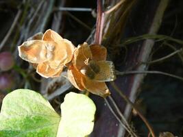 braun Blumen und Saat von ein Ranke im das Urwald von Thailand foto