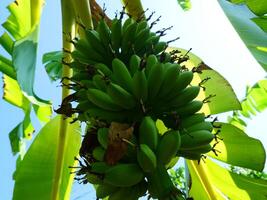 Banane Trauben hängend von Banane Bäume foto