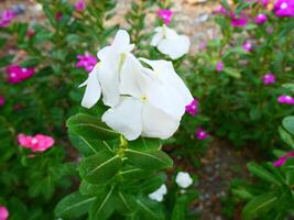 Weiß Kap Immergrün Blume mit Grün Blätter unter das Sonnenlicht foto