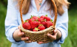 jung Frau hält ein Korb mit frisch reif Erdbeeren im ihr Hände. Ernte Erdbeeren. Nahansicht. foto