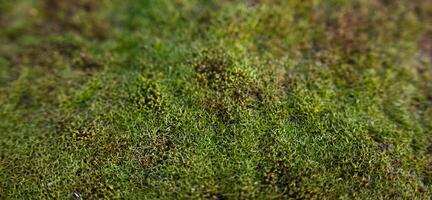 natürlich Grün Moos im das Wald. natürlich Hintergrund. Banner. Nahansicht. selektiv Fokus. foto