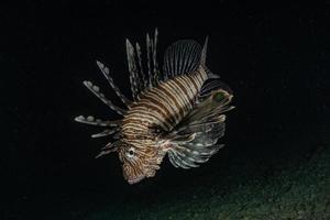 Rotfeuerfisch im Roten Meer bunter Fisch, Eilat Israel foto