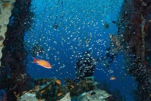 fische schwimmen im roten meer, bunte fische, eilat israel foto