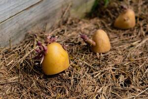 Aussaat Kartoffeln auf das Boden auf Laubdecke, Knolle keimen, Solanum Tuberosum foto