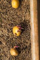 Aussaat Kartoffeln auf das Boden auf Laubdecke, Knolle keimen, Solanum Tuberosum foto