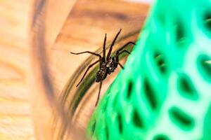 Innen- tegenarian Spinne, im ein Glas Krug und ein Koralle Struktur im ein Haus, tegenaria, Arachnida foto