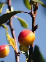 Mirabelle Pflaumen im ein Obstgarten, Lorraine Gelb Gold, Metz, Nancy, Prunus domestica foto