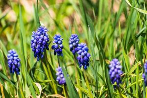 Viper Bogen, Maus Hyazinthe oder Traube Hyazinthe Blau und lila im ein Garten beim Frühling, Muscari armeniacum foto