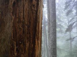 alter Baum im Wald. Nahaufnahme foto