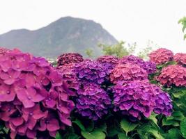 violette Blumen auf der Insel Jeju. Nahaufnahme foto