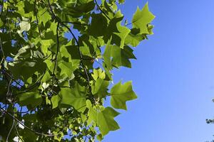 Baum Blätter im Kontrast mit Blau Himmel foto