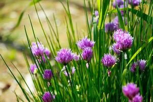 lila Blumen von wild Zwiebel Lauch im das Sonne. Blühen wild Frühling Pflanzen. Gartenarbeit und Blumenzucht. foto