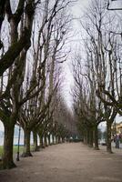 Promenade mit Bäume ohne Blätter entlang beide Seiten foto