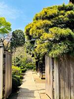 japanisch Kirsche Blüten und Garten Variation mit hölzern Zaun im das Garten Frühling Jahreszeit Japan foto