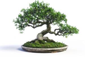 ai generiert elegant Bonsai Baum isoliert auf Weiß Hintergrund foto