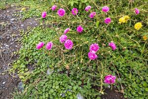 Nahansicht Aussicht von Portulak, Moos Blumen. Rosa, Rot, und andere Rosen Das sind Blühen. foto