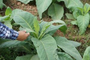 schließen oben Farmer Hand ist Überprüfung und Analysieren Wachstum, Krankheiten und Insekten auf Tabak Blätter von Pflanzen im Garten. Konzept nehmen Pflege, Steuerung Qualität von Pflanzen zum das Beste Qualität landwirtschaftlich Produkt. foto