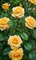 ai generiert Gelb Rose Nahansicht Sicht, schön Gelb Rose Blume Panorama Rose foto