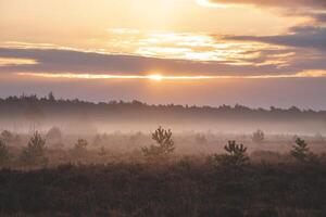 Orange Morgen Sonne leuchtet ein sandig Pfad und ein Landschaft verhüllt im Nebel durch das Grenzpark Abonnieren heide in der Nähe von Antwerpen im Nordwest Belgien foto