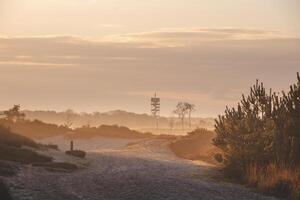 Orange Morgen Sonne leuchtet ein sandig Pfad durch das Abonnieren heide Grenzpark in der Nähe von Antwerpen im Nordwest Belgien foto