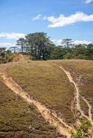 ta nang - - Phan Dung Route mit Meilenstein zwischen 3 Provinzen durch Gras Hügel und Wälder im Lied mao Natur Reservieren foto