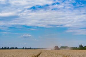 landwirtschaftlich Sonnenlicht Ernte. Gelb Landschaften von cereals und Weizen. foto