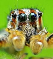 Beste Makro Schuss von Springen Spinne, Spinne, springen Spinne Fotografie foto