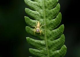 Beste Makro Schuss von Springen Spinne, Spinne, springen Spinne Fotografie foto