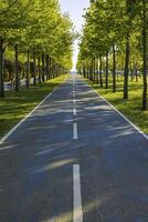 Fahrrad Straße oder Fahrrad Pfad im das Park. zwei Fahrspuren von Fahrrad Straße und Bäume foto