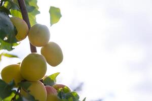 Aptikotiden mit Kopieren Raum zum Text. organisch roh Obst Produktion foto