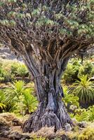 Millennium Drachen Baum, icod de los Weine, Teneriffa, Spanien foto