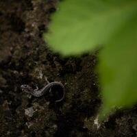 Western schleimig Salamander, plethodon Abonnieren foto