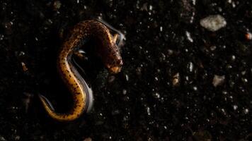 Vierzehen Salamander, Halbmondförmig Schildchen foto