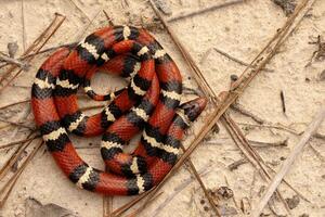 scharlachrot König Schlange, Lampropeltis Elapsoid foto