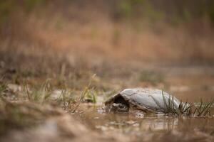 schnappen Schildkröte, Chelydra Serpentina foto