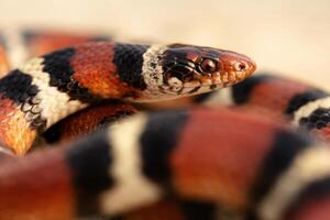 scharlachrot König Schlange, Lampropeltis Elapsoid foto