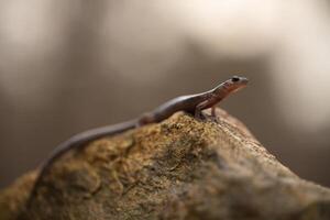 schwarzsburg Salamander, plethodon Jacksoni foto