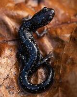 Mississippi schleimig Salamander, plethodon Mississippi foto