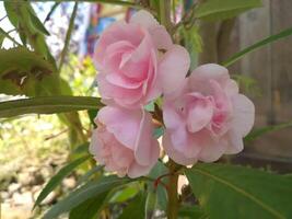 Impatiens Balsamina l ist ein Pflanze Ursprung von Asien. diese Pflanze ist ein jährlich oder zweijährlich Pflanze und hat Weiss, Rot, lila oder Rosa Blumen. das gestalten von das Blumen ähnelt klein Orchideen. foto